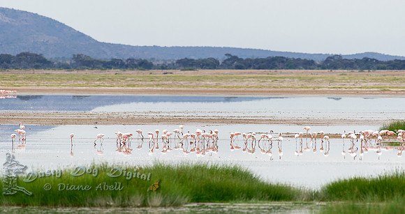 Flamingos