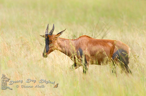 Topi