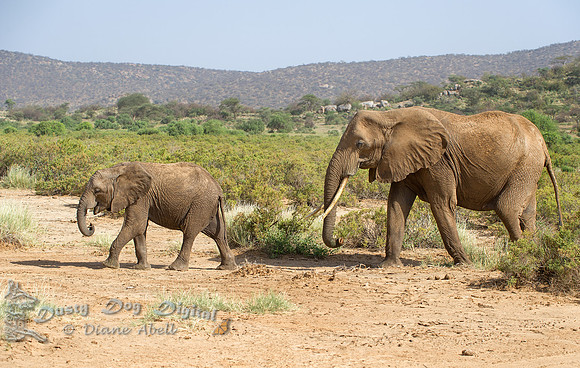Marching Elephant Mom & Babe