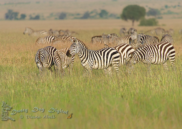 Plains Zebra