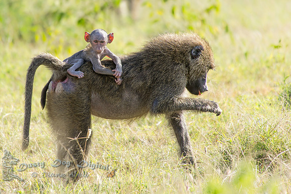 Olive Baboon Baby