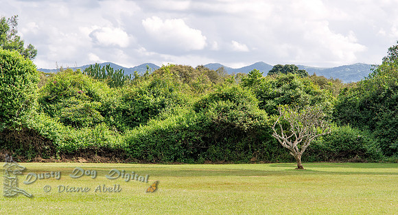 Ngong Hills