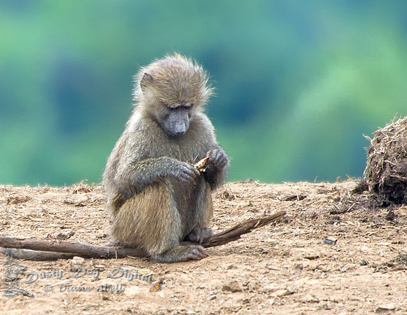 Baby Olive Baboon