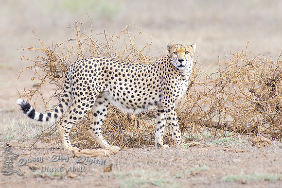 Cheetah