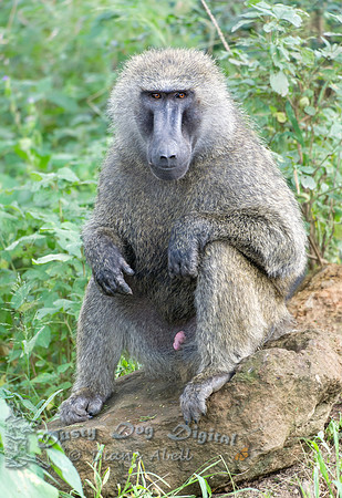 Baboon