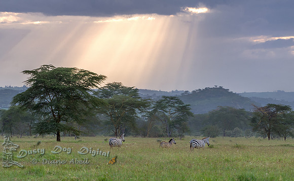 Crepuscular Rays & Zebras