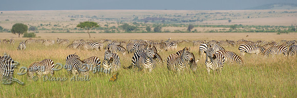 Zebra Migration
