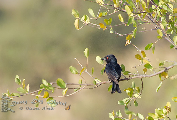 Common Drongo