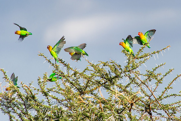Fischer's Lovebirds