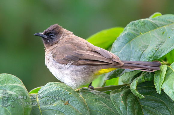 Common Bulbul