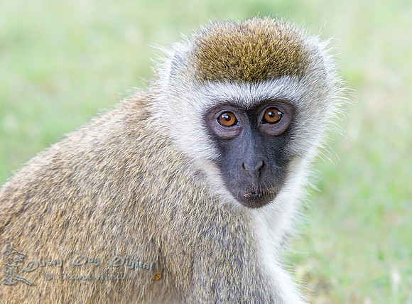 Vervet Portrait