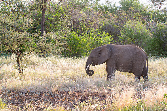 Elephant Munching on Elephant Grass