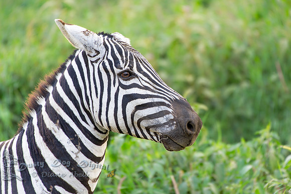 Plains Zebra Portrait