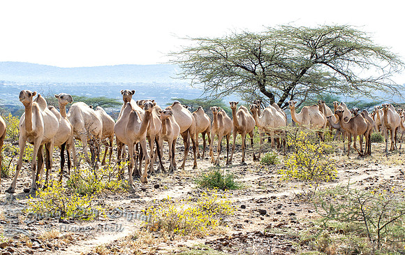 Camel Line