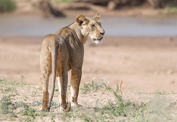 Lioness