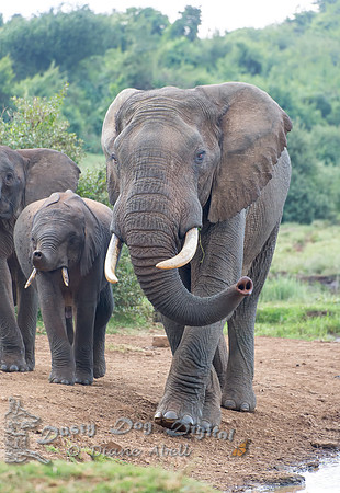 Huge Bull Elephant