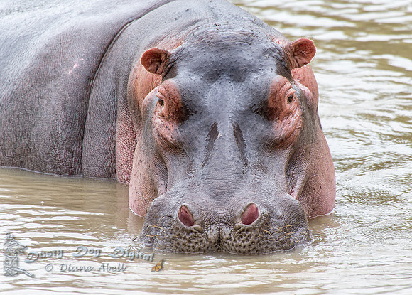 Hippo Stare Down