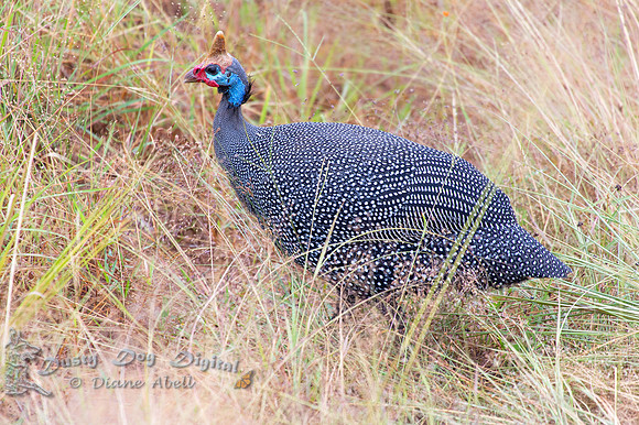 Helmeted Guineafowl