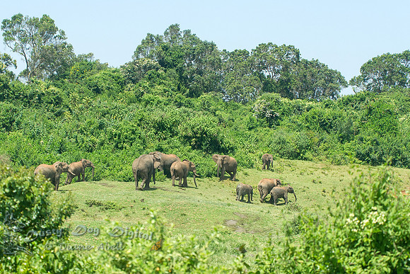 Elephants in the Forest
