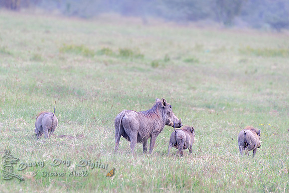 Warthog Mama & Babies