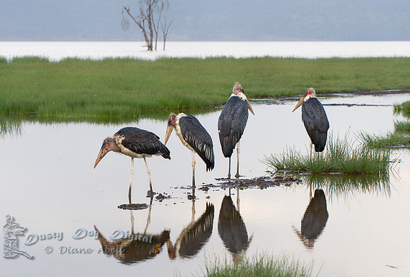 Four Amigos