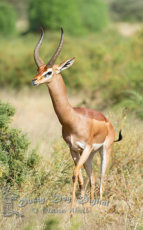 Gerenuk