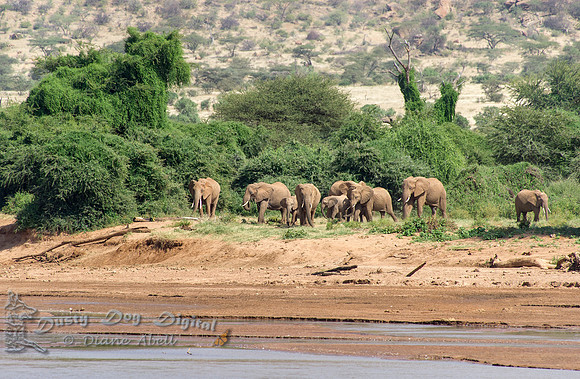 Elephants at the River's Edge