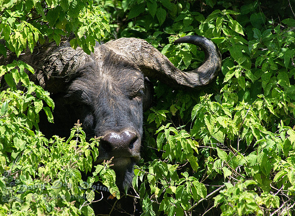 Cape Buffalo