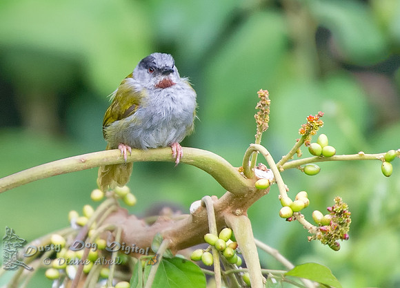 Gray-capped Warbler