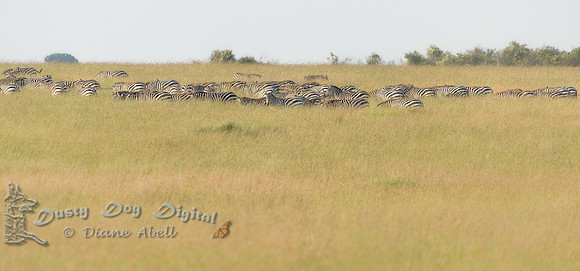 Zebras in the High Grass