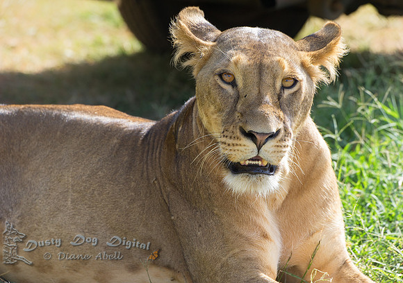 Lion Stare