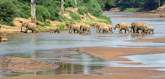 Elephants Crossing the River