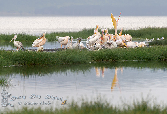 Great White Pelicans
