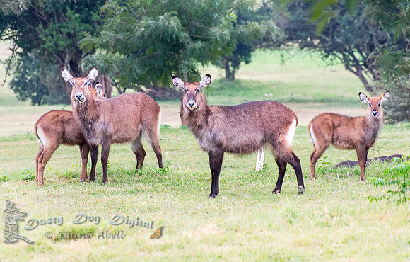 Waterbucks, females with babies