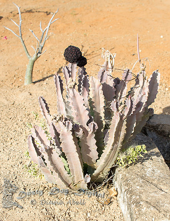 Succulent Milkweed Plant