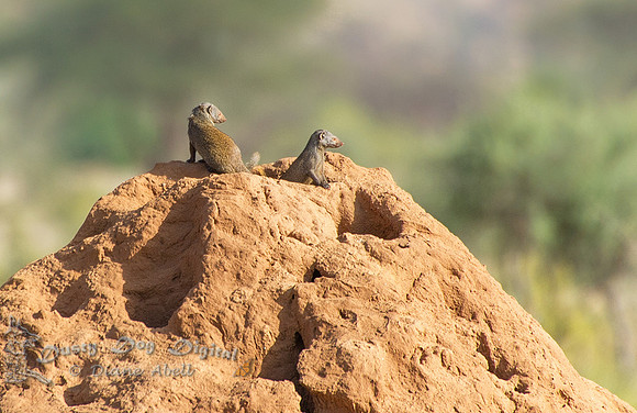Mongooses on a Termite Hill