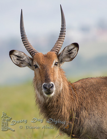 Waterbuck Portrait