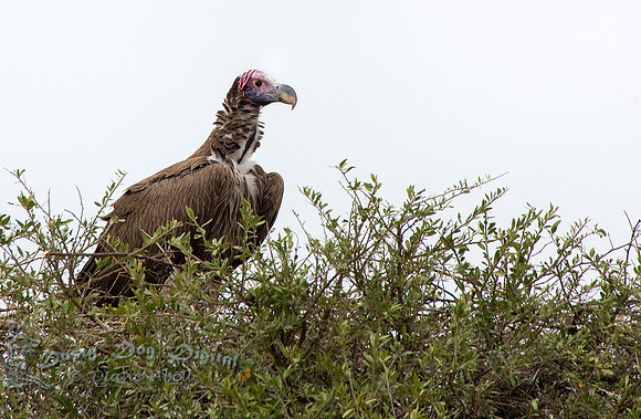 Lappet-faced Vulture