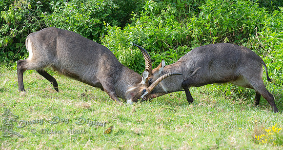 Waterbuck Battle