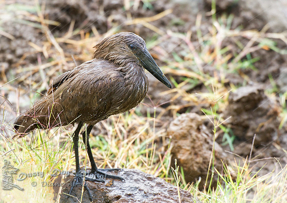 Hammerkop in the Rain
