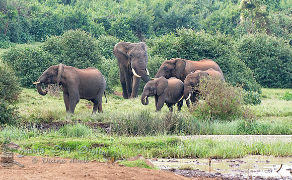 Huge Bull Elephant Arrives