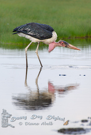 Marabou Stork