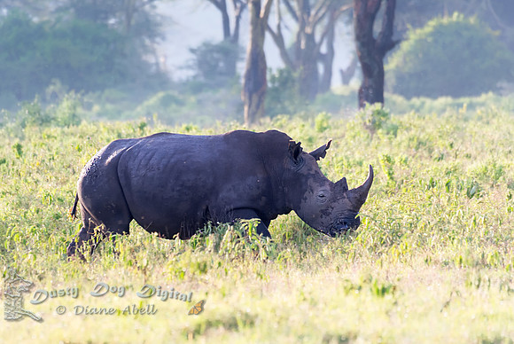 Black Rhinoceros