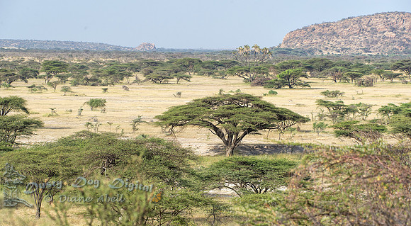 Samburu Landscape