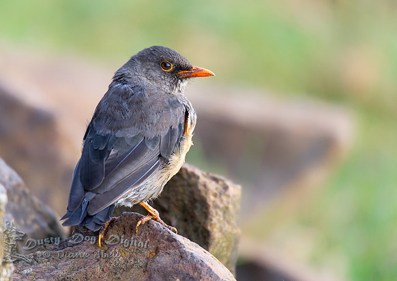Red-billed Oxpecker, juvenile