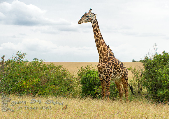 Masai Giraffe