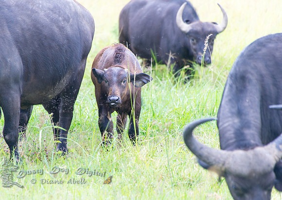 Cape Buffalo Baby