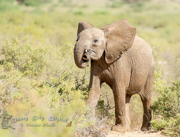 Baby Elephant