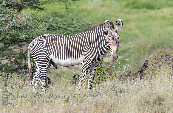 Grevy's Zebra