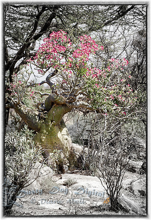 Succulent Tree